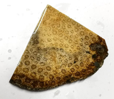 Slab Fossile Koralle